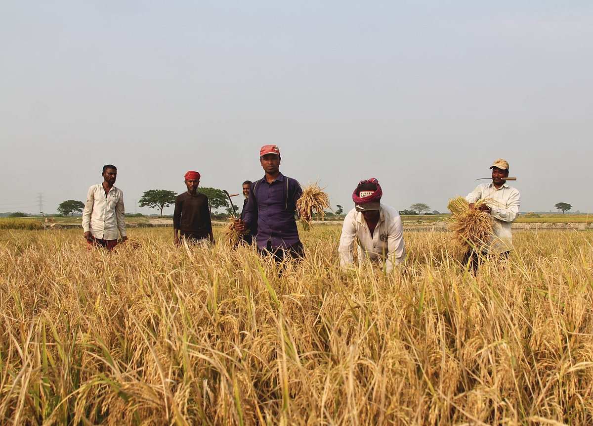 Farmers harvest ripe paddy in Kishoreganj