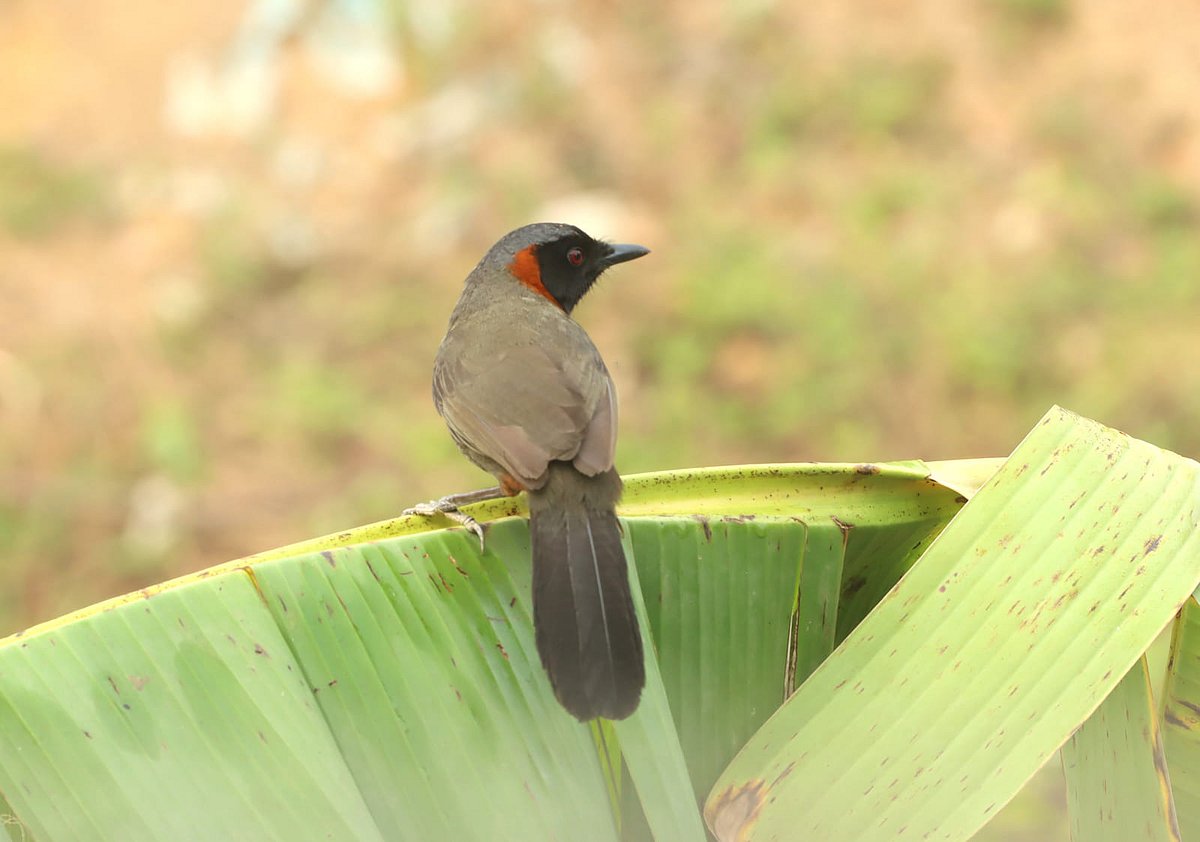 A bird with a black face and brownish throat perches on a banana tree branch. Bhuter Tila, Rangamati, 30 April.
