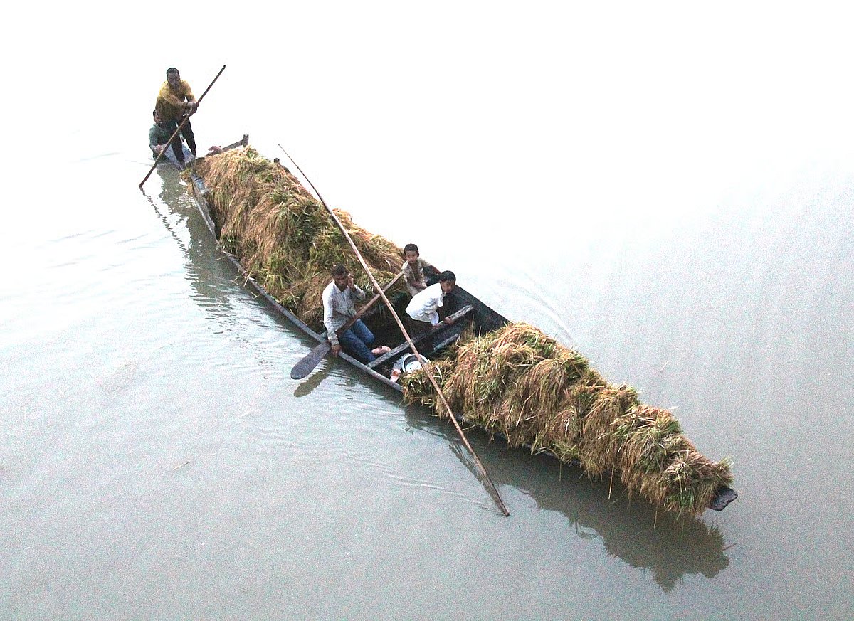 Several people are returning by boat with half-ripe paddy they have cut from waterlogged fields. The photo was taken on in the Baro Haor area of Karimganj upazila in Kishoreganj on 2 May 2026.