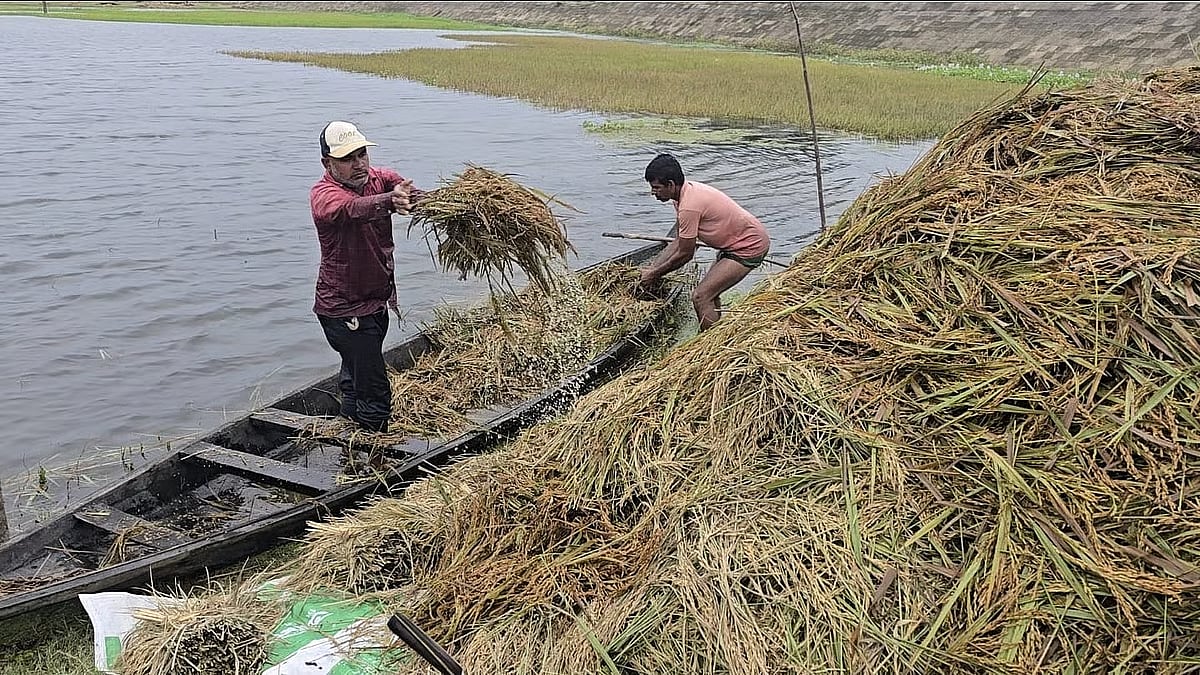 Amid adverse weather, two farmers cut submerged paddy and head back by boat toward higher land. The photo was taken Friday afternoon in Dekhar Haor of Sadar upazila.