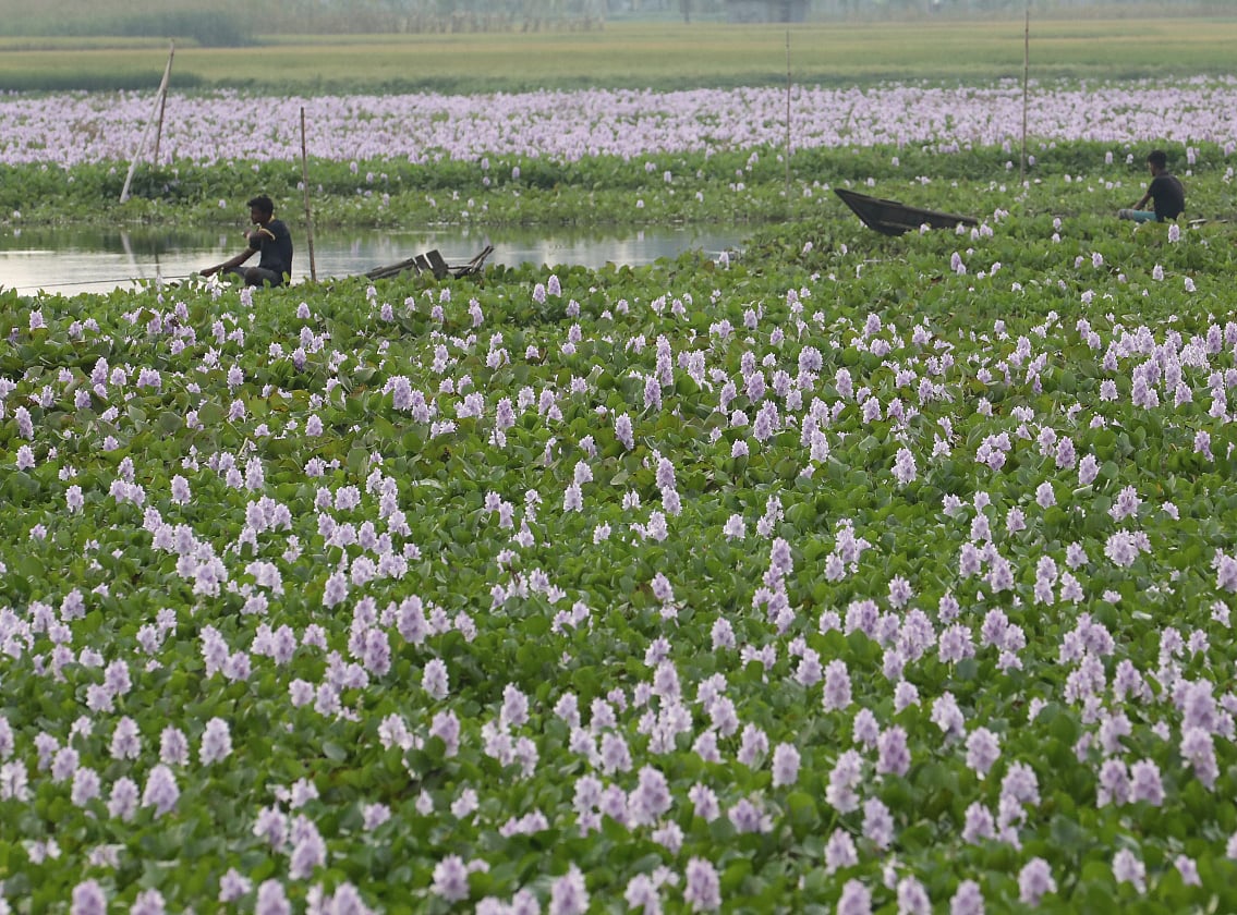 Boishar beel is filled with water hyacinth, enhancing the natural landscape. In the meantime, locals spend busy hours fishing with rods in the wetland. Gabtali, Bogura, 3 May.