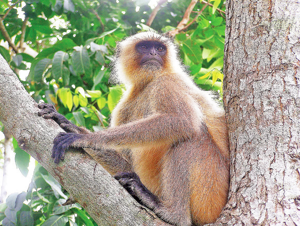 A langur rests on the branch of a treee in Jashore