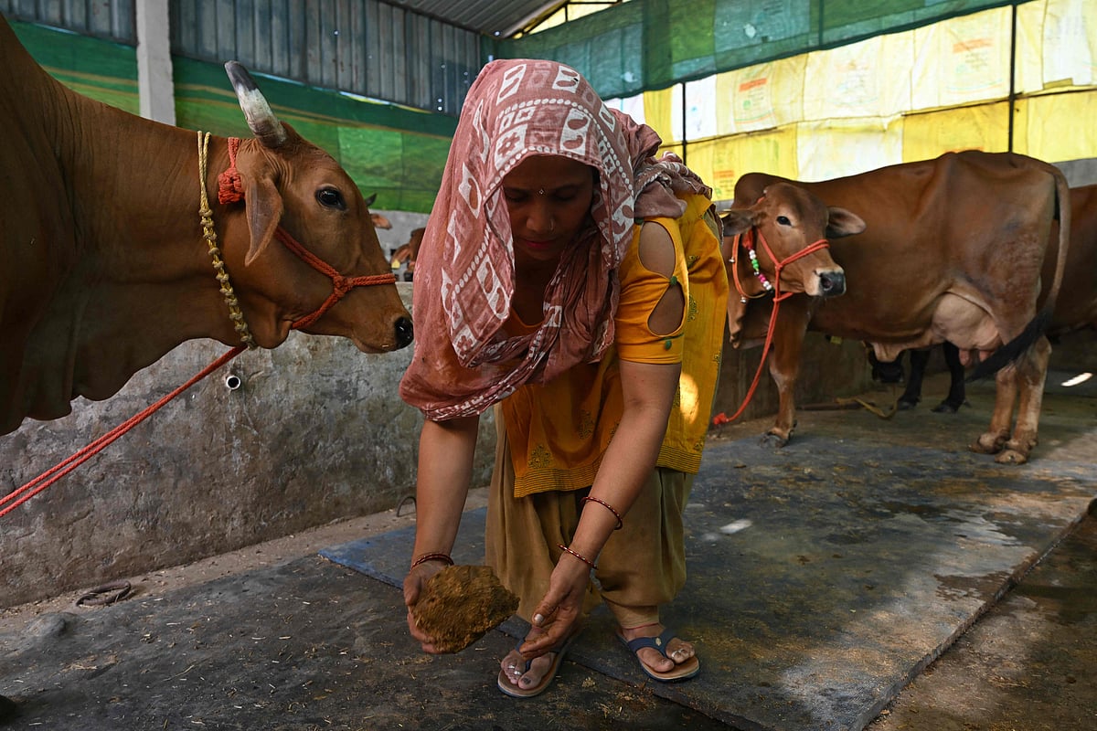 TOPSHOT - This photograph taken on April 24, 2026 shows a villager collecting cow dung from her cattle stable near her residence in Uttar Pradesh's Bulandshahr district. Across much of India, an energy crunch caused by the Iran war has prompted long queues for cooking gas cyclinders. However, since the 1980s India has also promoted biogas as a low-cost rural energy source, subsidising more than five million "digester" units that convert farm waste into methane for cooking, and nitrogen-rich slurry for fertiliser.