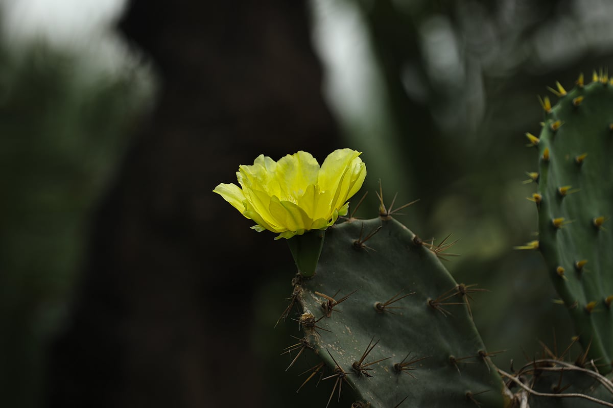 Amidst thorns, a yellow flower blooms on cactus by the roadside. Sholua, Dumuria, Khulna, 6 May.