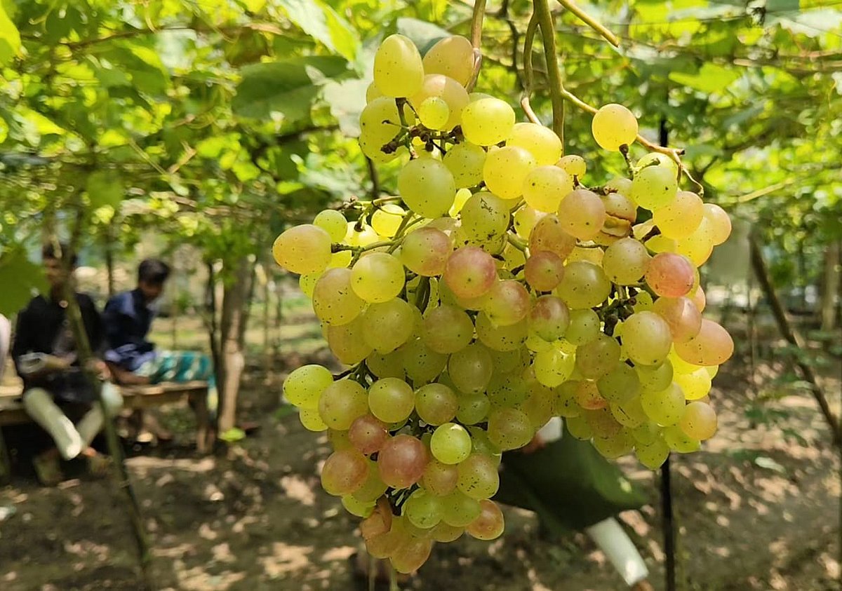 Clusters of various foreign grape varieties hang from the garden of a young entrepreneur. Bhaluka, Mymensingh, 7 May.