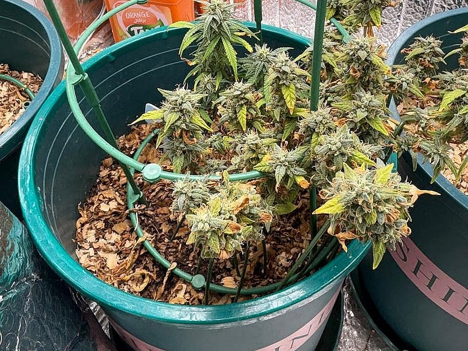 This plant is used to produce the unconventional narcotic known as “Kush”. The plant was being cultivated at a house in Wari, Dhaka.