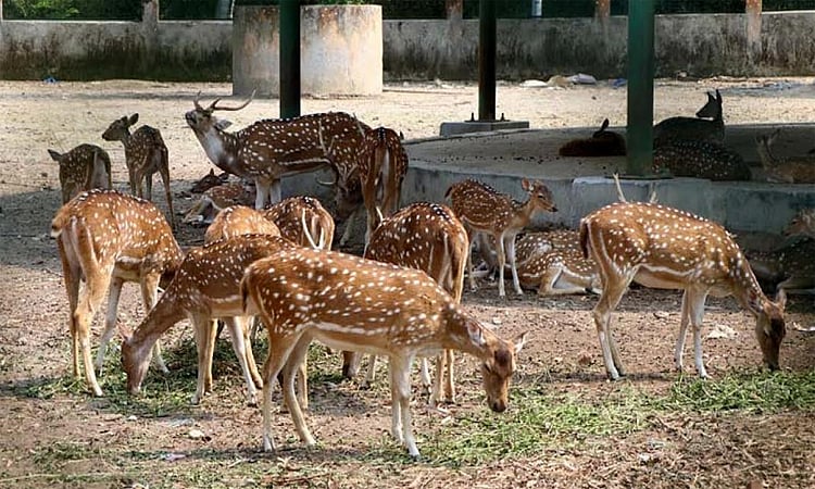 Rajshahi Bird Park