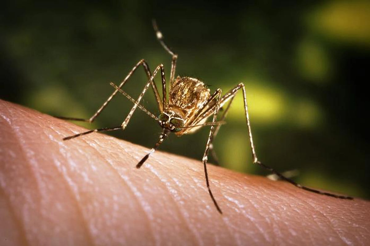 Culex mosquitoes spread Japanese Encephalitis through their bites