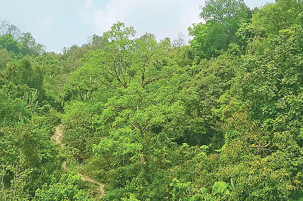 A lush expanse of greenery covers the mouza forest of Doluchhari in Rangamati. Even in the dry month of Chaitra, the greenery remains abundant. But the picture is different in the reserved forests of the hills.