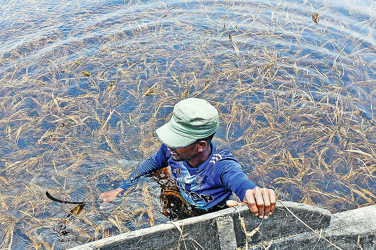 Paddy fields have been submerged by rainwater. A farmer gets off a boat and enters the flooded field to harvest the waterlogged crop. Photo taken from Mithamain haor in Kishoreganj recently.