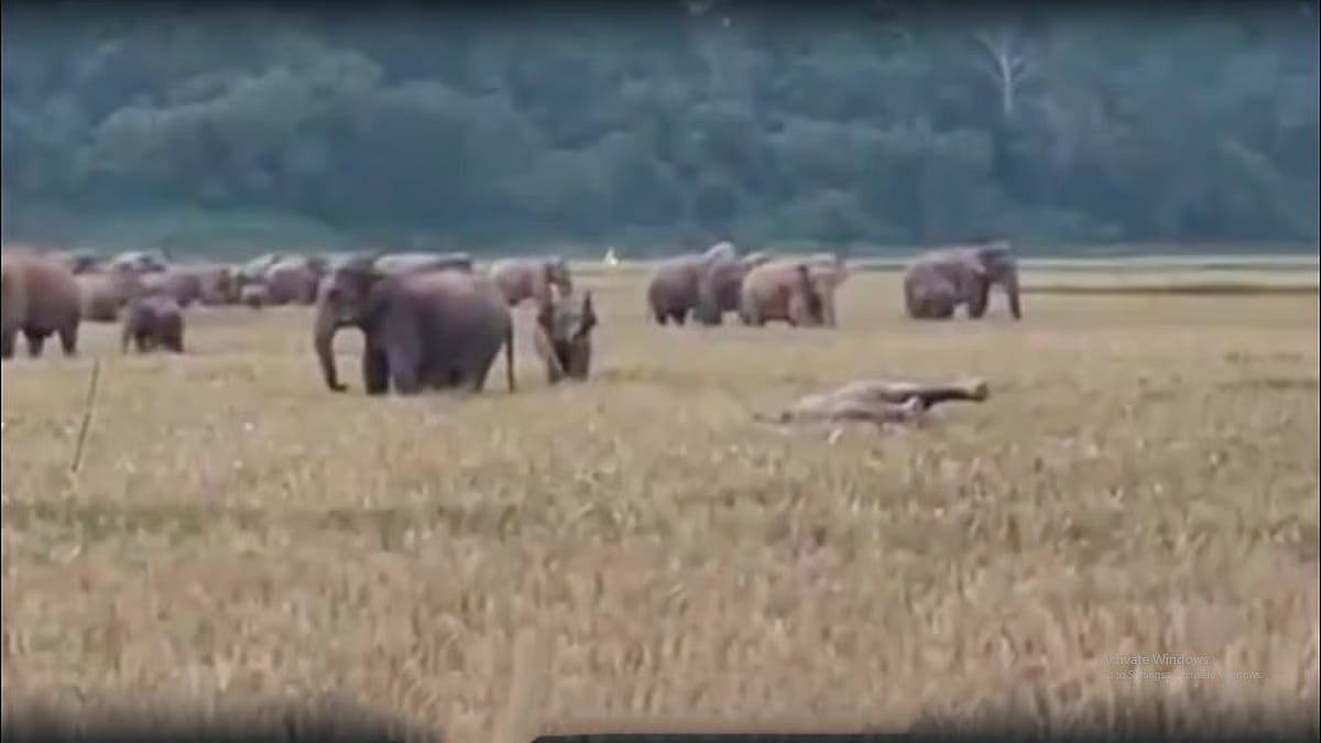 An elephant writhes in pain afer touching an electric trap set up by local people at the feet of the Garo Hills in the Nakugaon land port area in Nalitabari, Sherpur on 14 May 2026