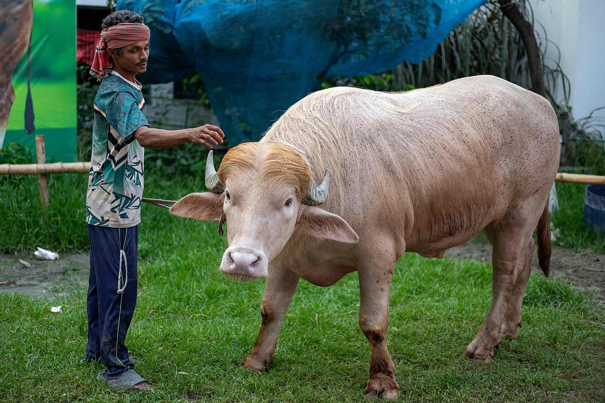 This photograph taken on 17 May, 2026 shows a caretaker attending an albino buffalo nicknamed "Donald Trump" for sale ahead of Eid al-Adha at a livestock farm in Narayanganj. Crowds in Bangladesh are flocking to snap photographs with an unlikely social media star -- an albino buffalo with flowing blond hair nicknamed "Donald Trump" due to be sacrificed within days.