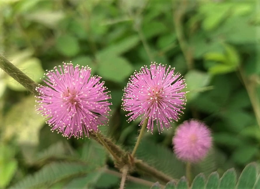 Lojjaboti flowers bloom beside the road in Gafargaon of Mymensingh on 21 May.