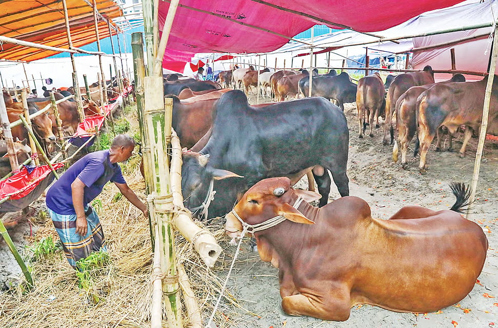 Sacrificial animals are ready for sale ahead of Eid-ul-Azha at the Basila cattle market in Mohammadpur, Dhaka on 22 May 2026. 