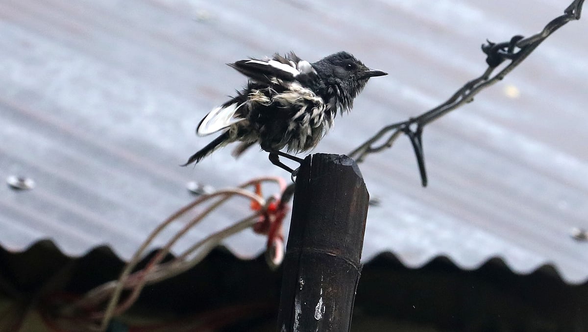 A soaked magpie-robin sits drenched in the rain