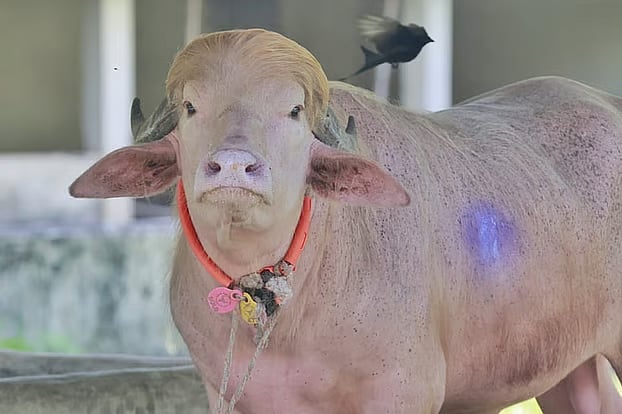 The famous buffalo Donald Trump. Today, Thursday, at the Bangladesh National Zoo.