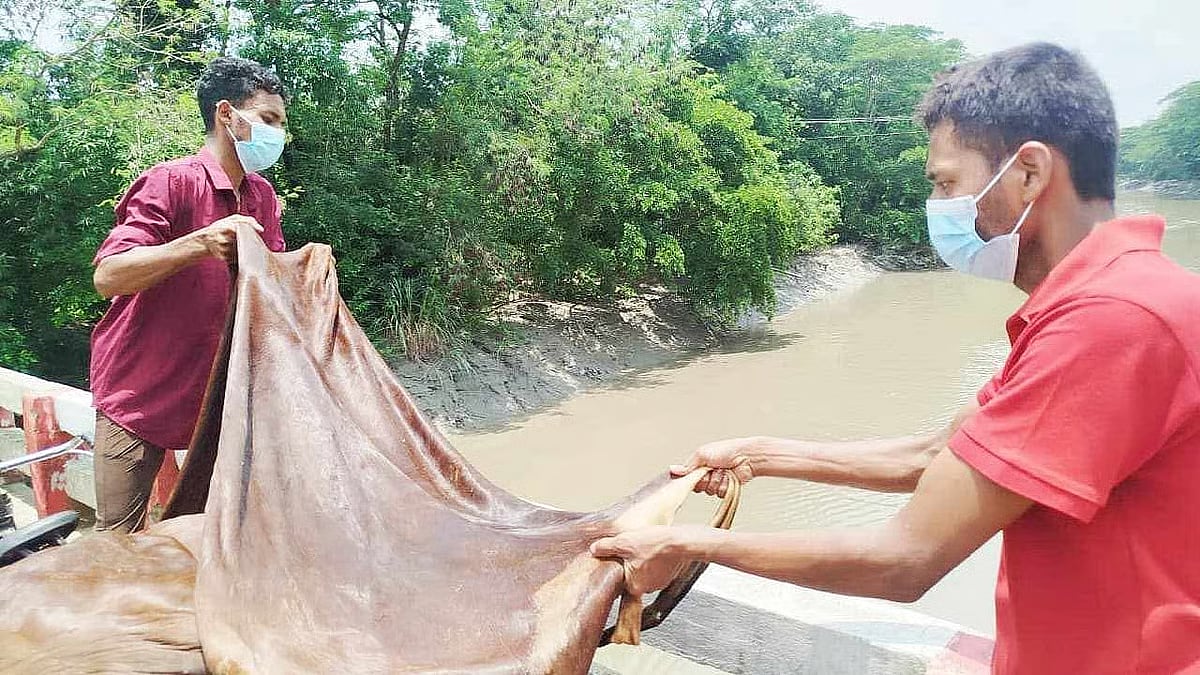 More than 100 animal hides were dumped into a river in Feni without finding any buyers. The hides were thrown into the Katakhali River in Mamarizpur village of Daganbhuiyan upazila on 29 May 2026.