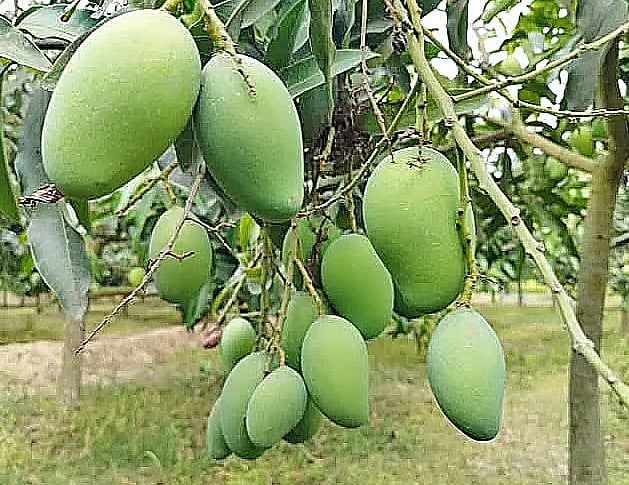 Mangoes