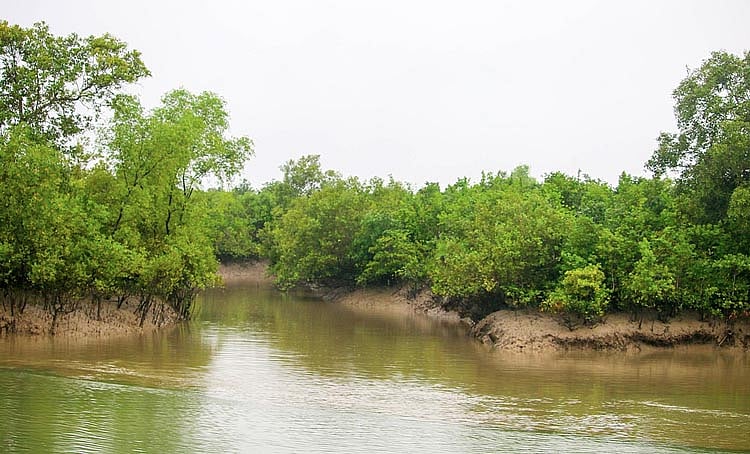 The Sundarbans