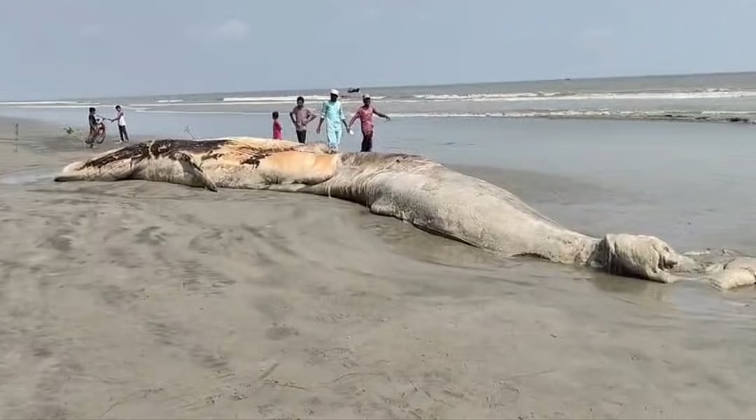 A dead whale washed ashore at Kuakata Beach in Patuakhali, near the Jhaubon area, on 3 June 2026.