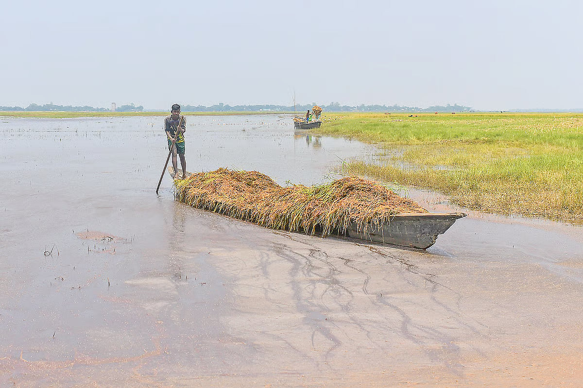 Farmers collect submerged paddy by boat in the Mithamoin haor of Kishoreganj on 11 May 2026. While its greenhouse gas footprint is minimal compared to wealthy nations, Bangladesh remains one of the hardest-hit victims of the climate crisis.
