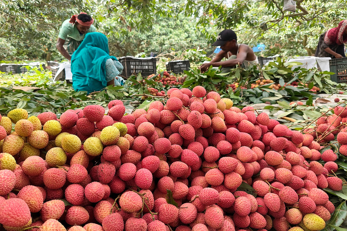 Fresh, plump, bright-red, and juicy lychees ready for market.
