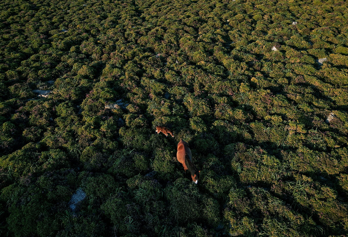 A drone view shows a wild horse and her foal feeding on spiny gorses in the Serra da Groba, near Baiona, Galicia, Spain, 24 May, 2024.