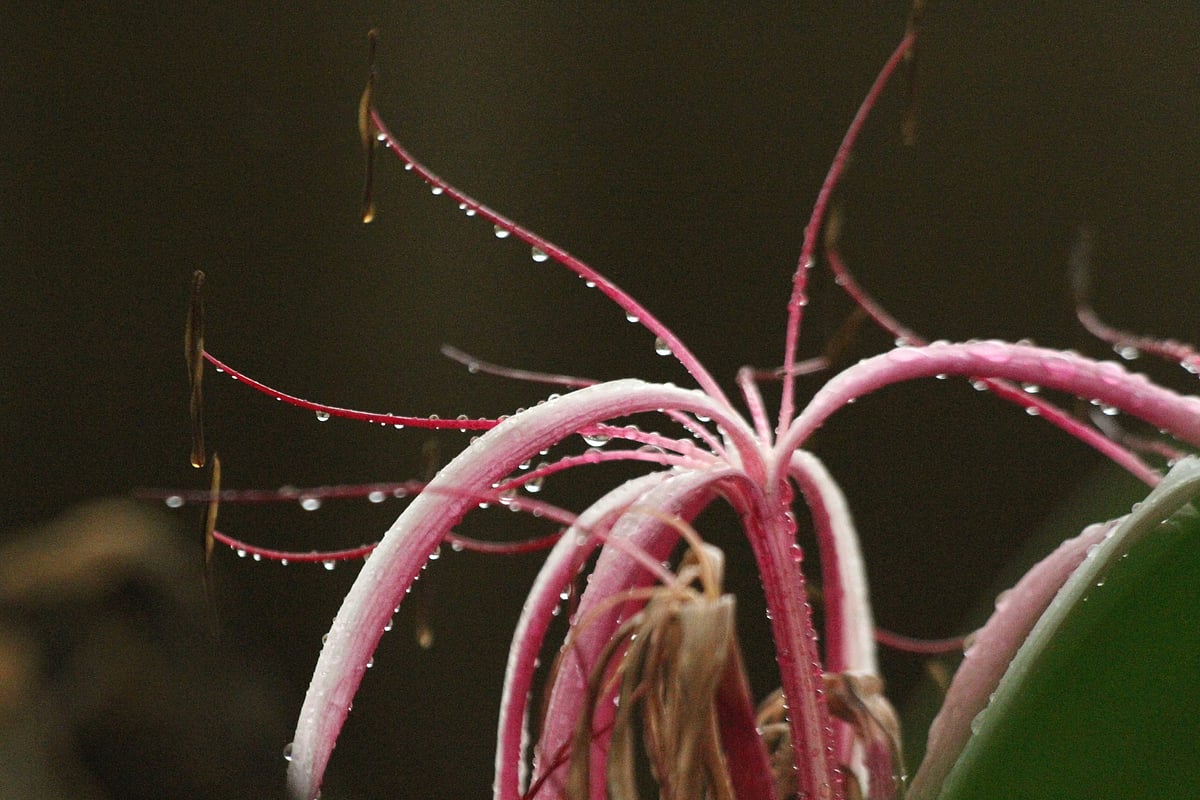 Dewdrops from the rainfall cling to the petals and buds of a lily. Sadhanapur, Rangamati, 7 June.