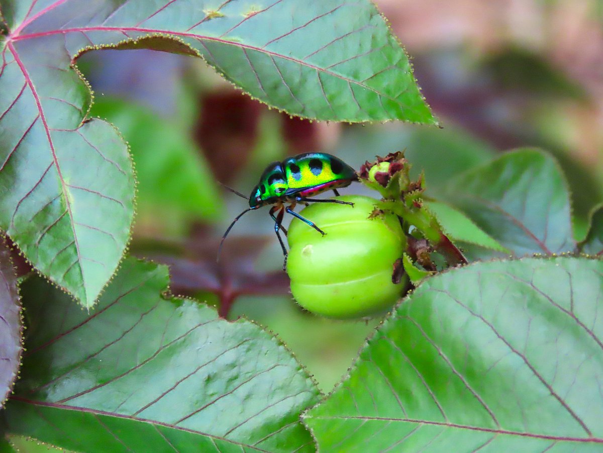 An insect sits on the fruit of a wild tree. Mawna, Sreepur, Gazipur, 8 June.
