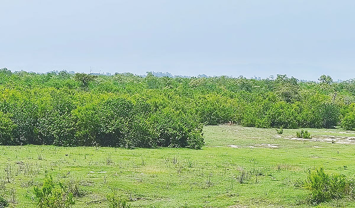 A National Special Economic Zone is being developed across Mirsharai and Sitakunda in Chattogram, as well as parts of Feni district. To establish the zone, trees and vegetation were cleared from a section of the land. Since then, a new forest has emerged from the stumps of felled trees and naturally germinated seeds. Photograph taken in Mirsharai Upazila, Chattogram on 3 June 2026