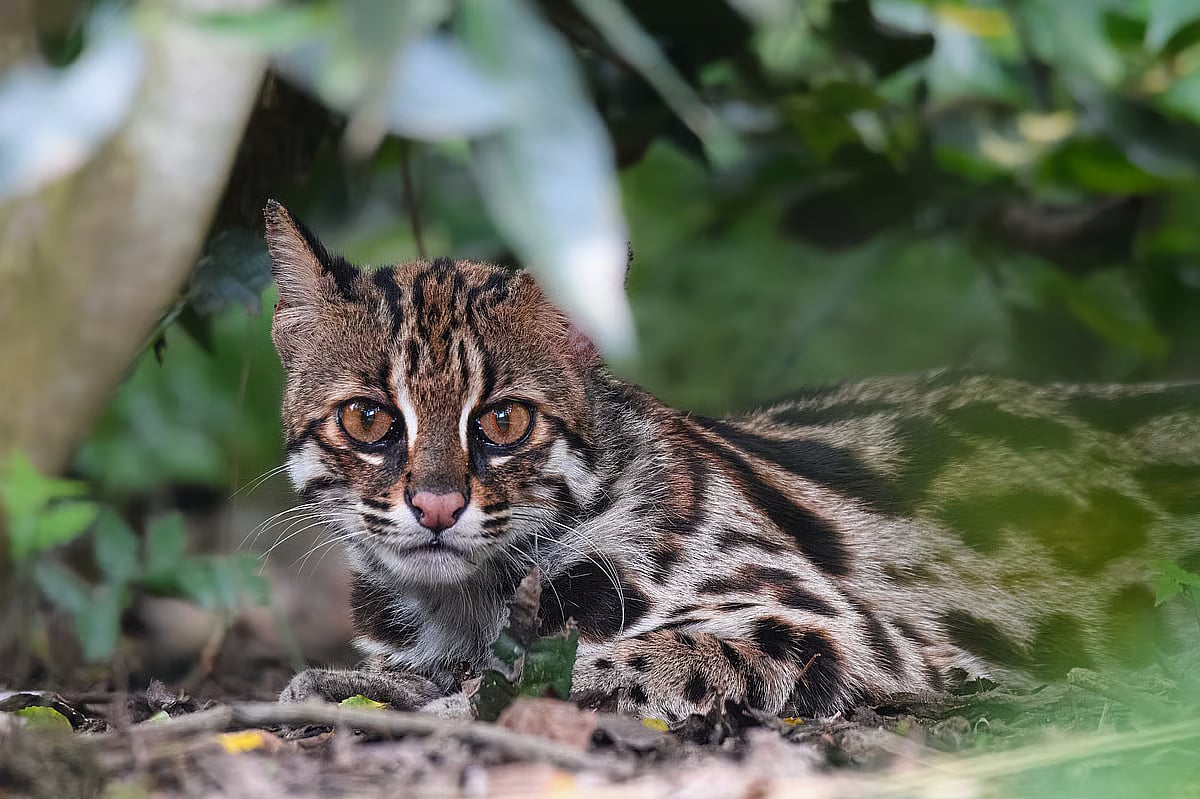 Leopard cat roaming through tea gardens. At Bhauraura tea garden in Sreemangal, Moulvibazar