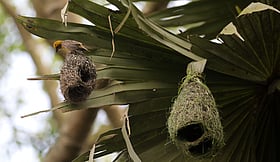Weavers Construct New Homes Amidst Fresh Foliage
