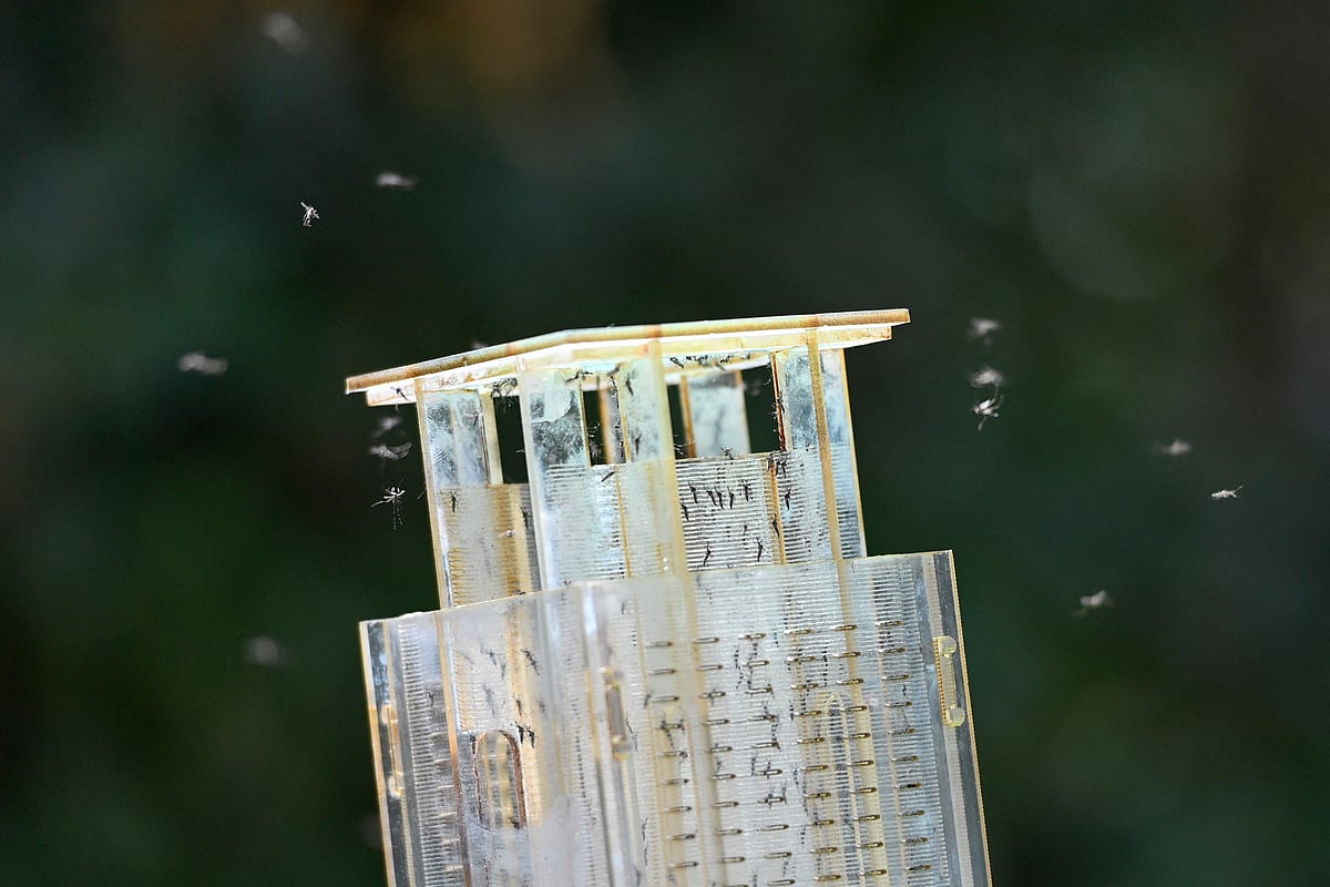 An employee of the Terratis company releases sterile male tiger mosquitoes in Montpellier, southern France, on 5 June, 2026.