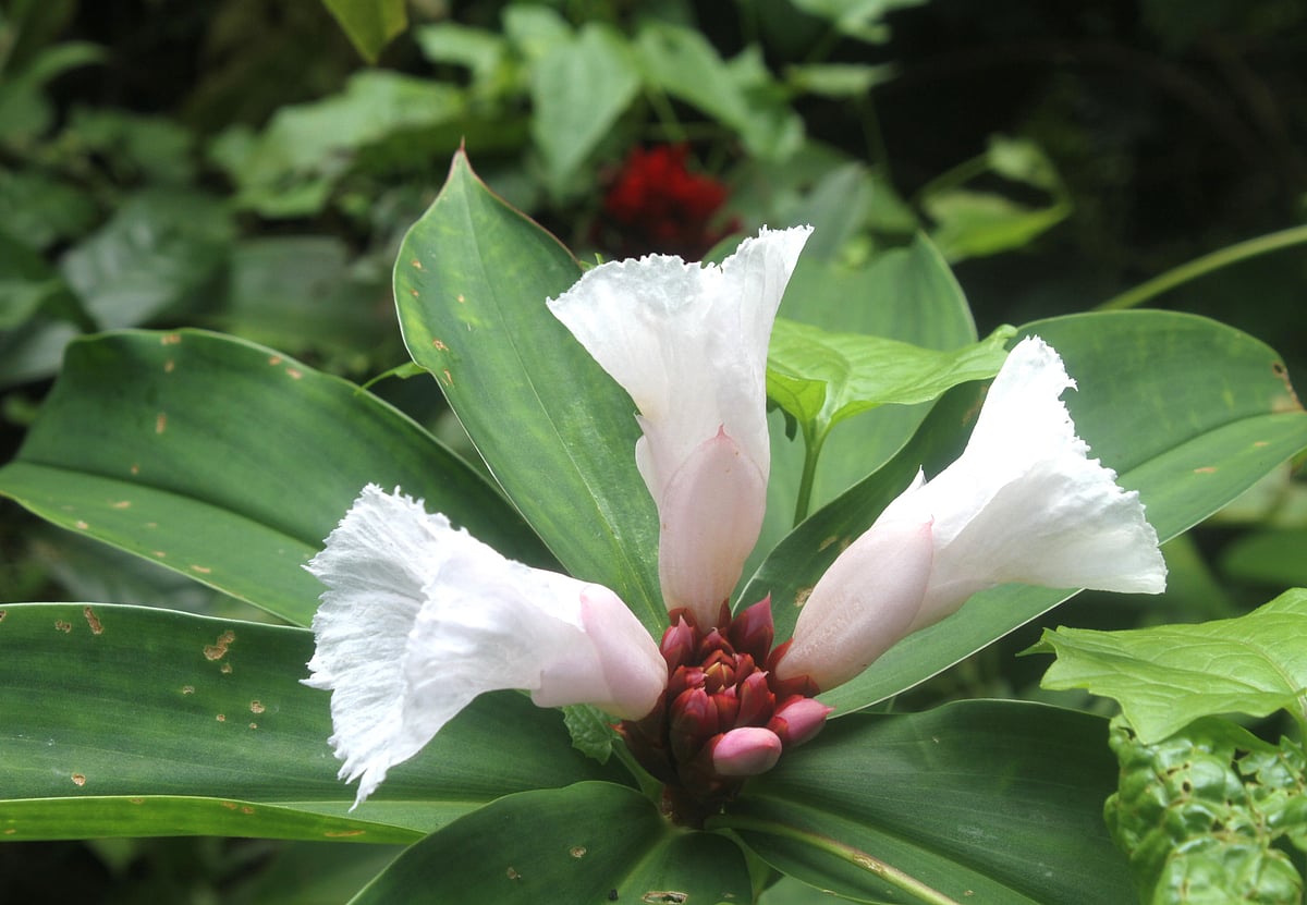 Crepe Ginger (Ketaki flowers) are in bloom. Dheppochhari, Rangamati, 17 June.