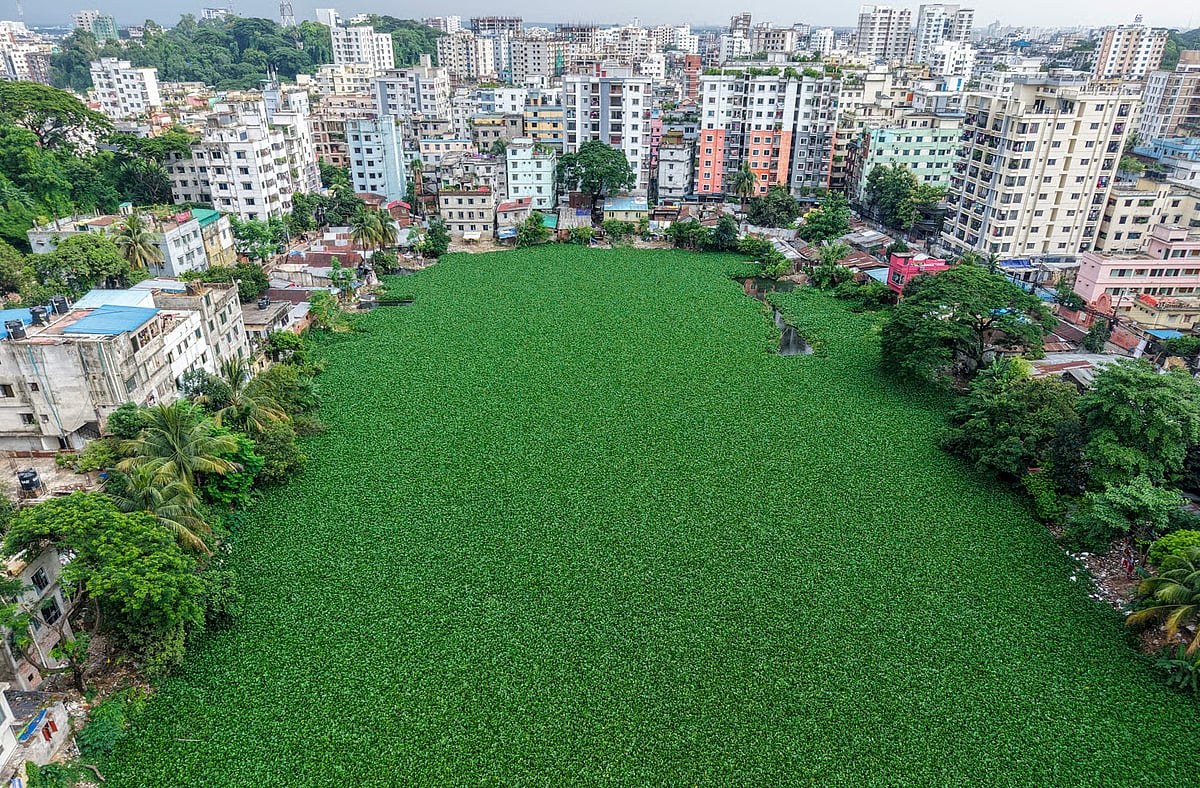 The entire reservoir is covered with water hyacinths.