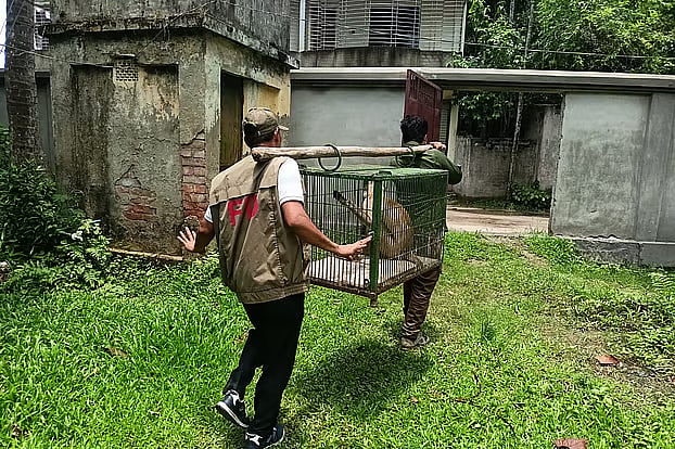 The langur was transported to Khulna from Pangsha in Rajbari by officials of the Khulna Wildlife Rehabilitation and Conservation Department on 19 June.