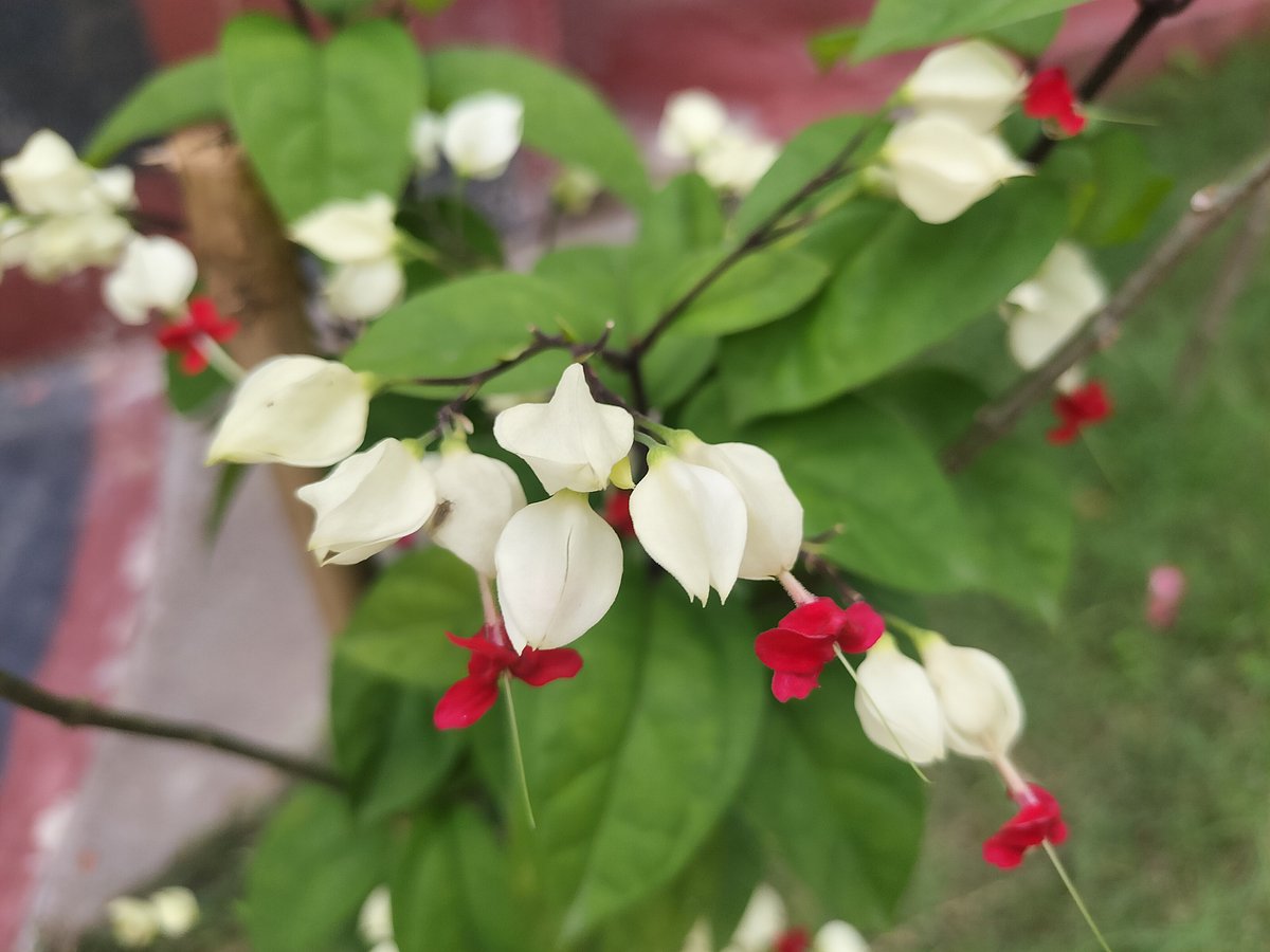 Bleeding Heart flowers bloom within a school compound. Madhyapara Bhoromohoni, Sirajganj, 20 June.