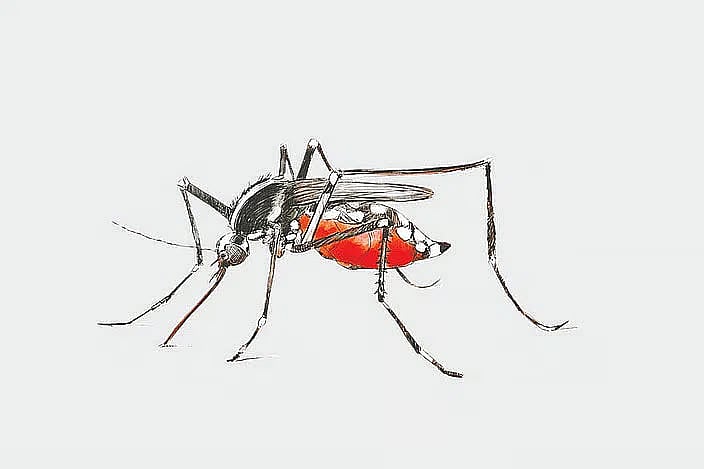 Mosquito.
