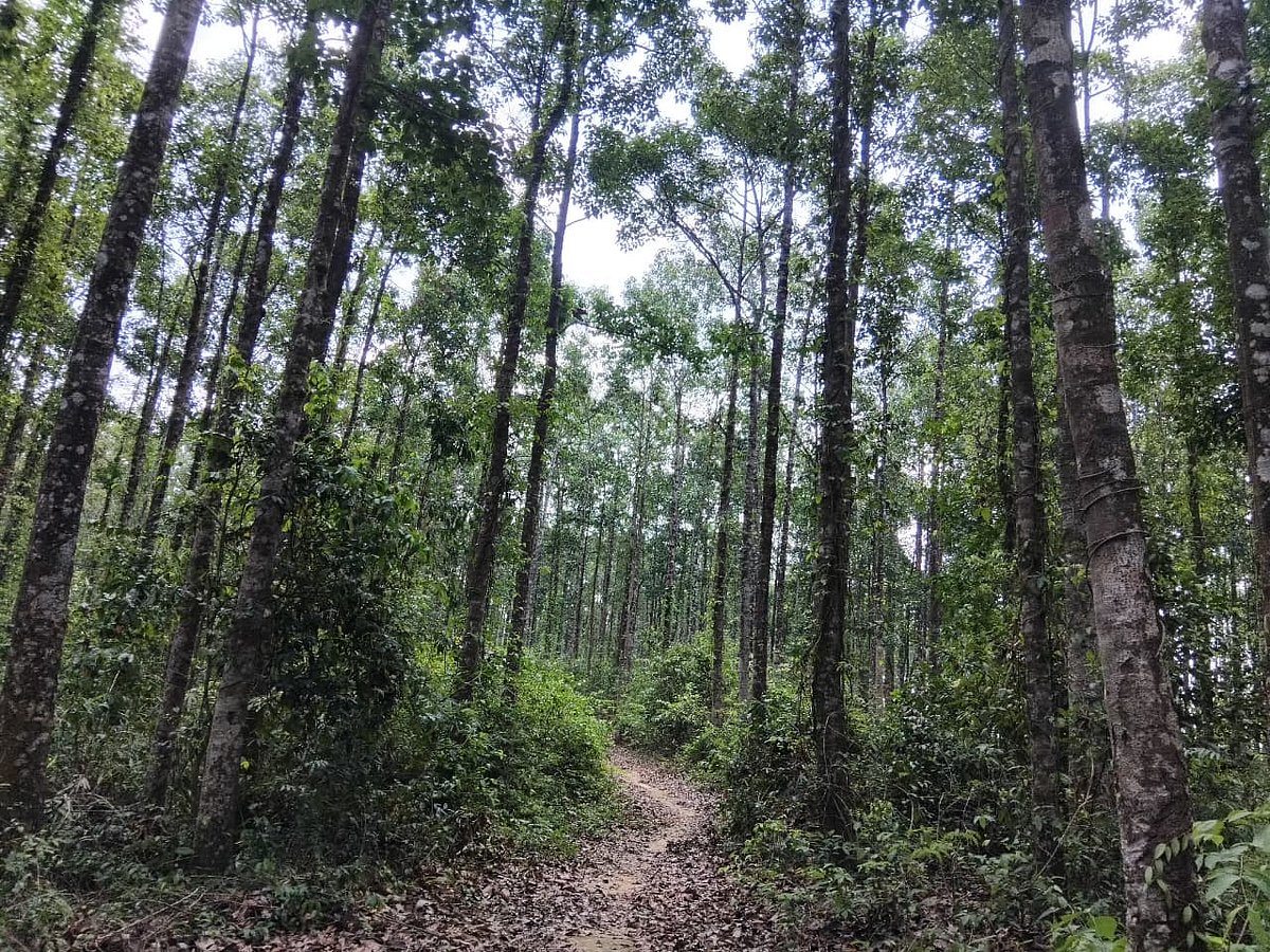 Madhushia Garjan forest at Khutakhali Union in Chakaria upazila of Cox’s Bazar. LGED plans to construct 5 kms road through this forest. The photo is taken on 13 June 2026