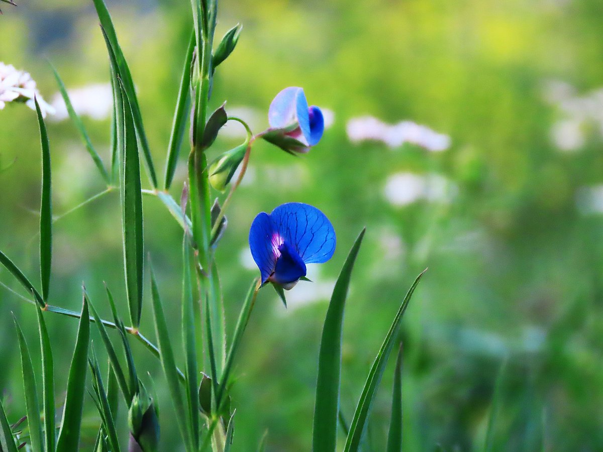 Colourful flowers have bloomed beside a wetland. Bartopa, Sreepur, Gazipur, 24 June 2026.