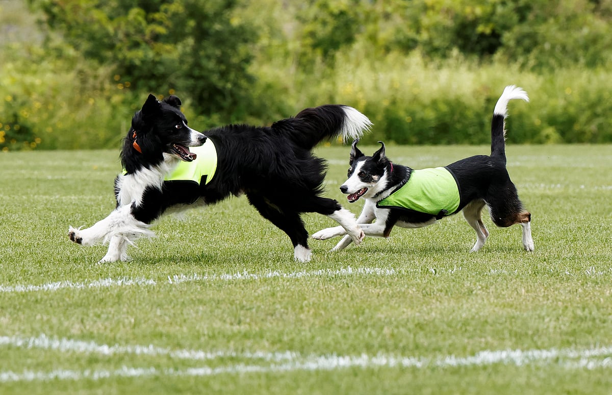Ben, 8 years old and Sally, 2.5years old, the border collies hired to keep Canada geese off a FIFA World Cup training pitch, run during a practice session at the Centennial Park in Toronto, Canada June 24, 2026.