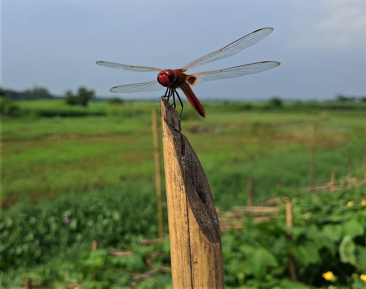 A red dragonfly rests on a bamboo beside a vegetable field. Lotia, Homna, Cumilla, 27 June.