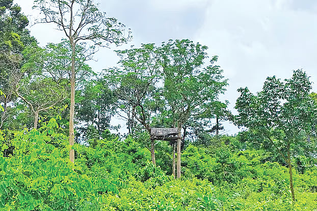 Watch platforms like these, built on trees inside the Khutakhali Reserved Forest in Chakaria upazila of Cox's Bazar, are allegedly used to shoot elephants. The photo was taken on 20 June.