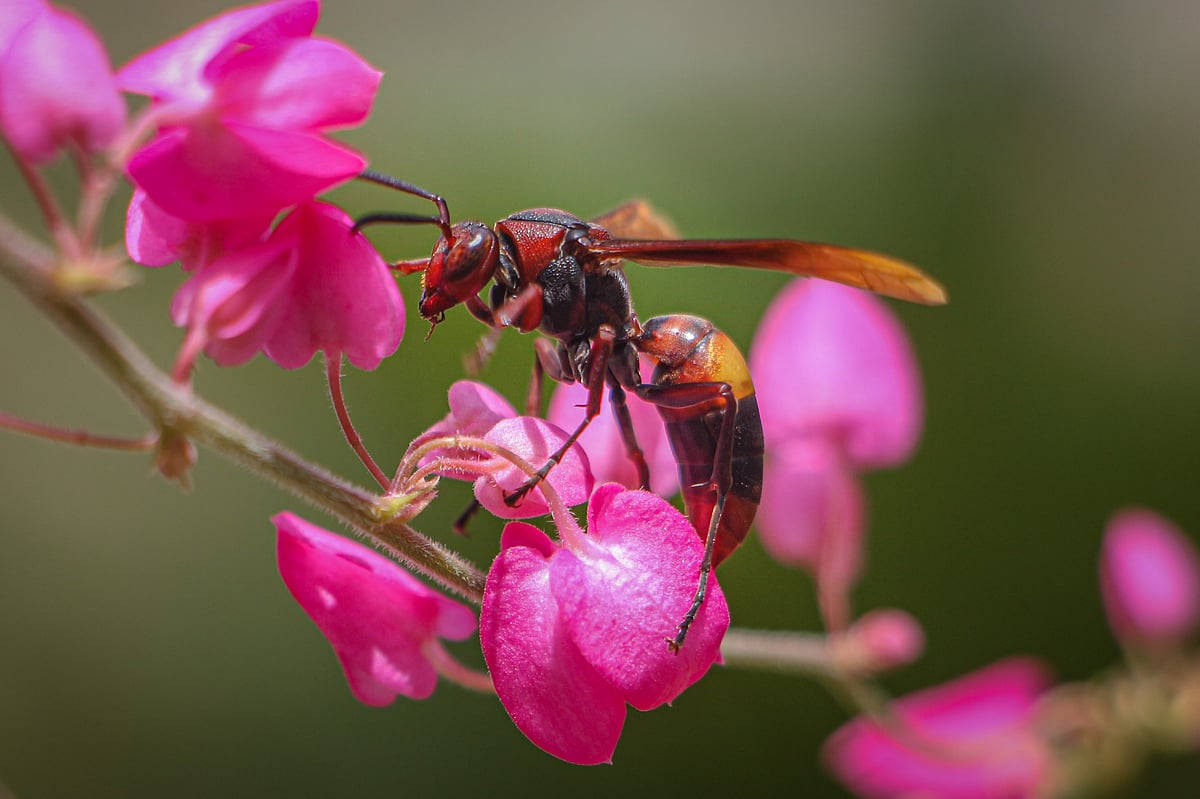 A reddish-black wasp rests on a flower. Rupsha, Khulna, 5 July.