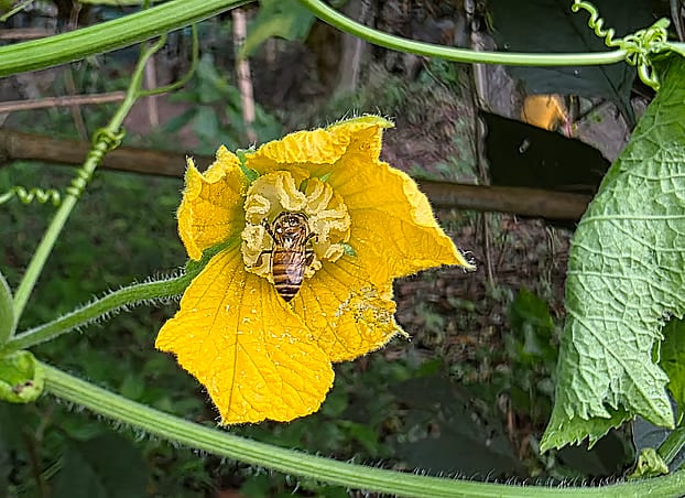 A honeybee collects nectar from a pumpkin flower. Chandra, Manikganj, 6 July.