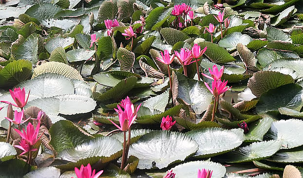 Red water lilies bloom in the wetlands. Kazipara, Bogura, 8 July.
