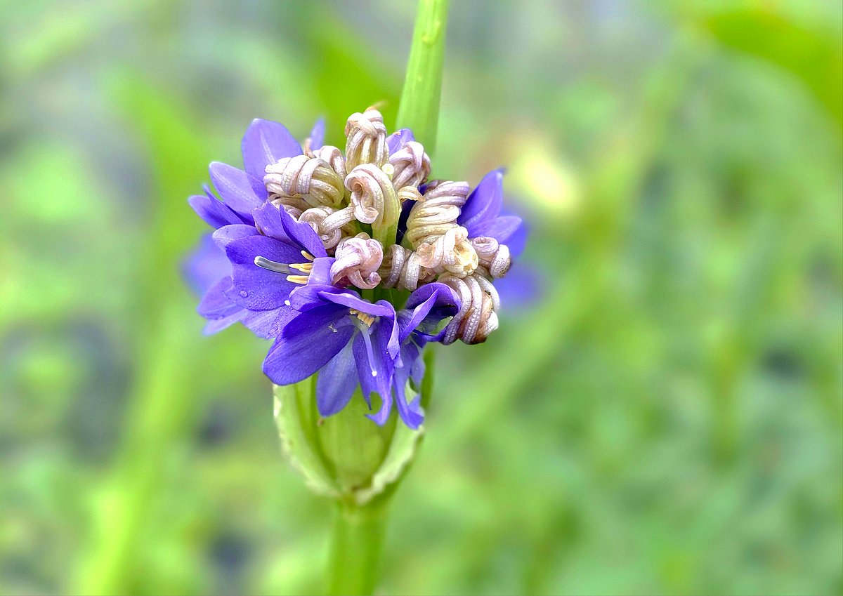 Water hyacinth blooming. Chhoto Bhatbaur, Manikganj, 11 July.