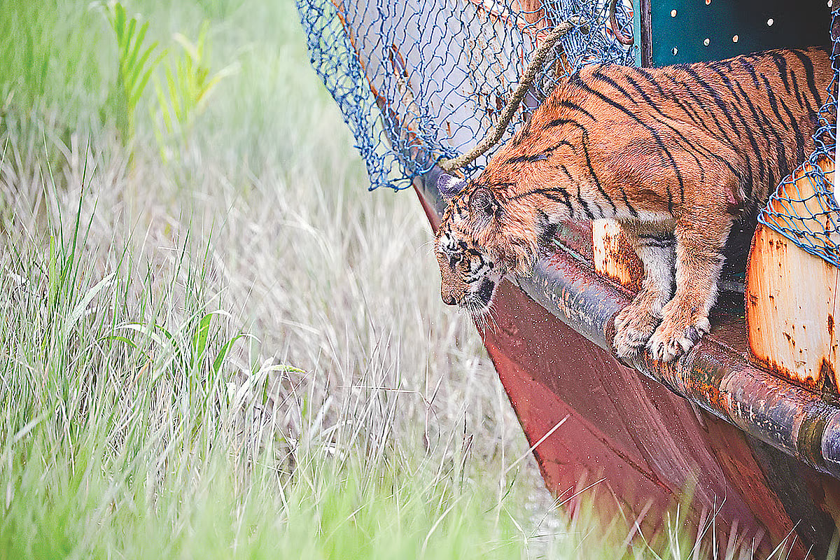 The tigress, which had been injured after being caught in poachers' traps, was released back into the wild after recovering. She was released on 12 July 2026 in the forest adjacent to the Andharmanik Ecotourism Centre in the eastern division of the Sundarbans.
