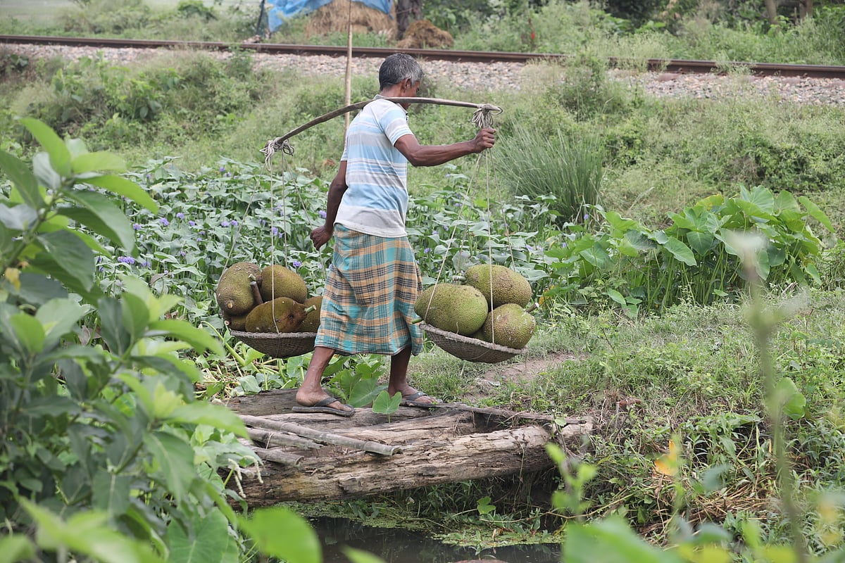 Sunil Chandra carries freshly harvested jackfruit home from an orchard in Bogura’s Kanora.