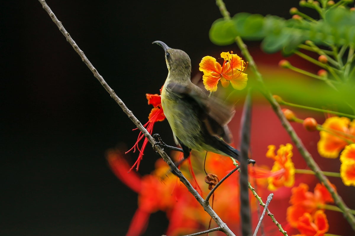 A Moutushi (sunbird) searches for nectar among the vibrant blossoms of a Radhachura tree. Rayermahal, Khulna, 19 July.